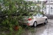 Упало дерево на автомобиль: что делать в такой ситуации?