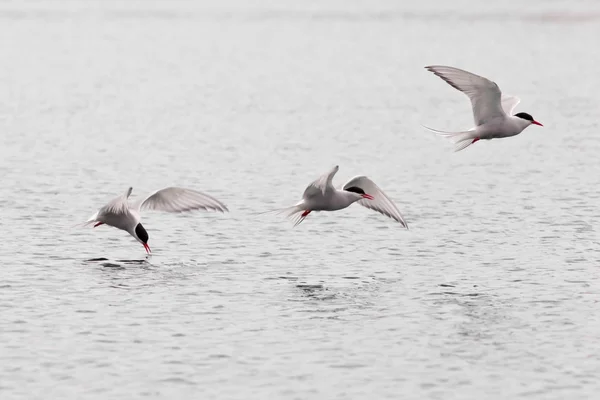 Стробоскопического исследование летающих Полярная крачка озеро — стоковое фото
